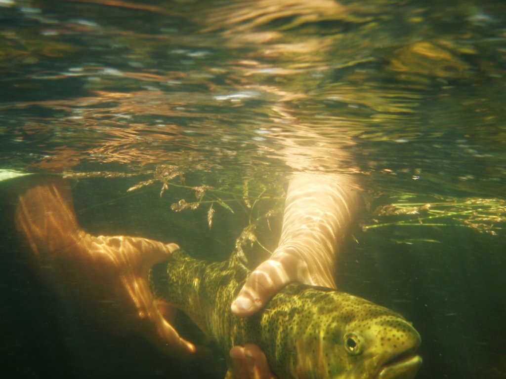 A person's hands gently hold a fish underwater, surrounded by aquatic plants in Grand County Colorado.