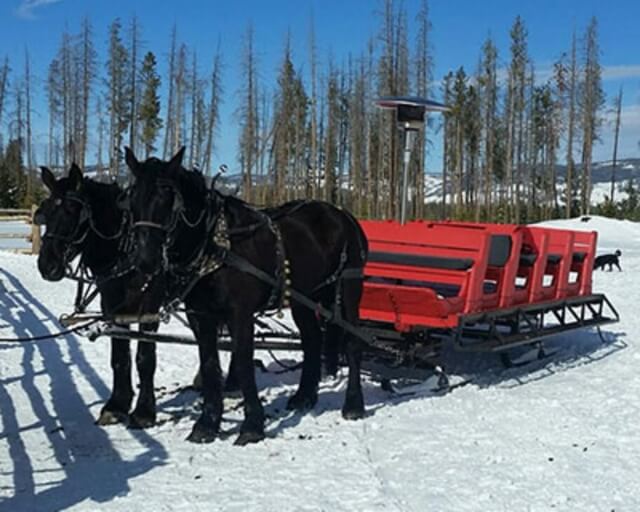 Two black horses pull a red sled through a snowy landscape with trees in Grand County Colorado.