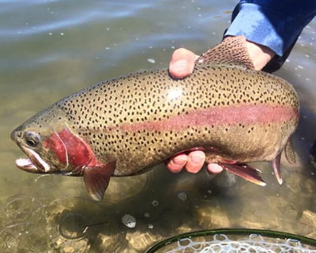 A person holds a large trout with distinctive red and black markings in Grand County Colorado.