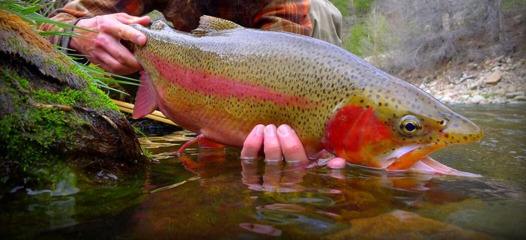 A person holds a large, colorful trout with red and black spots near a mossy riverbank in Grand County Colorado.
