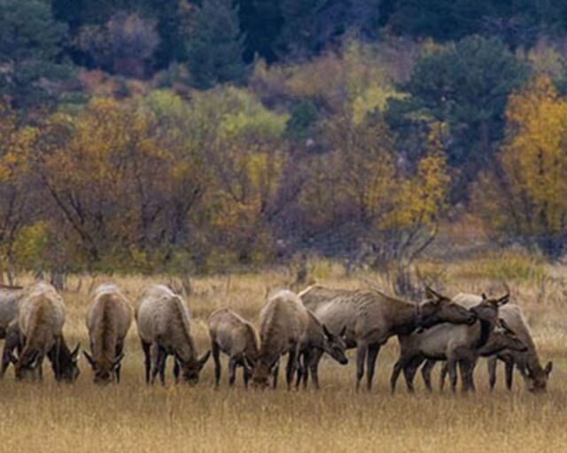 A herd of elk grazes in a golden meadow with autumn trees in the background in Grand County Colorado.