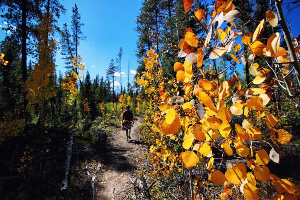 A person riding a bike through a forest.