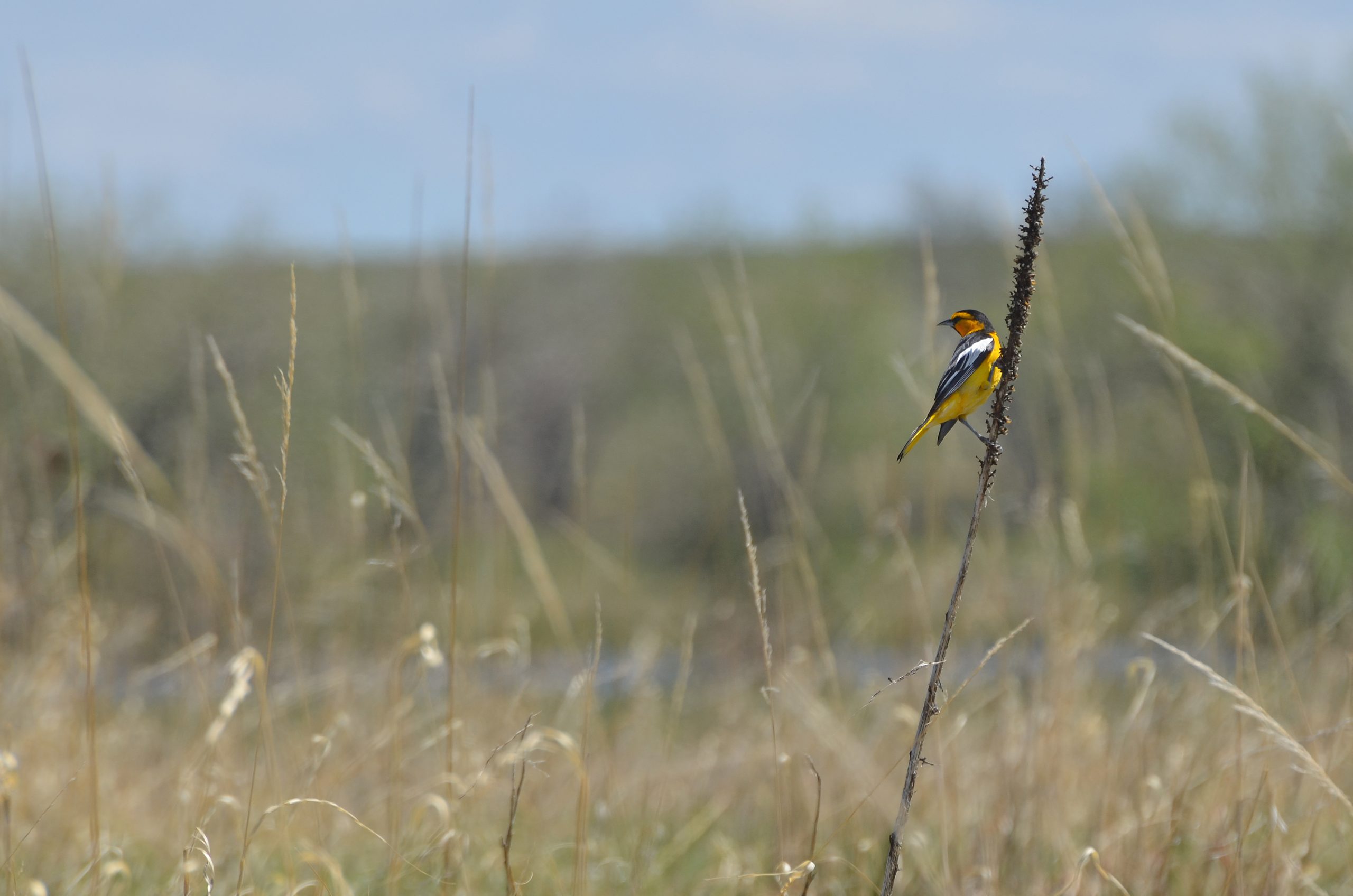 A yellow and black bird perches on a tall, thin plant in a grassy field in Grand County Colorado.