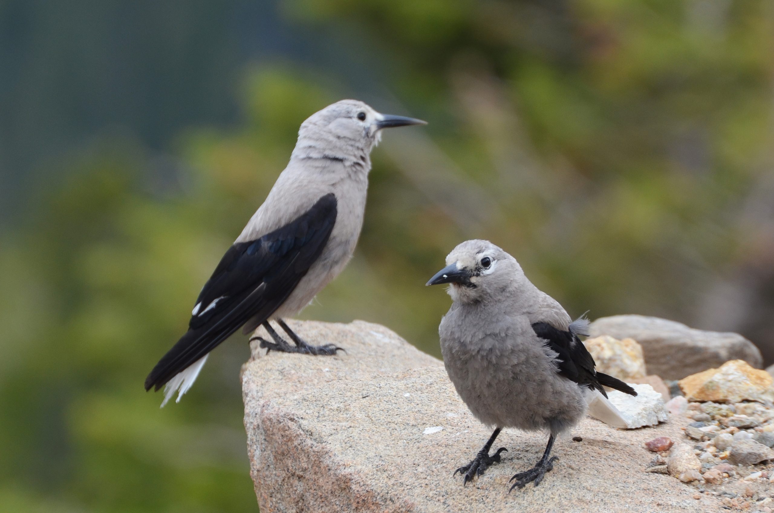 Two gray birds with black wings perch on rocks in a natural setting in Grand County Colorado.