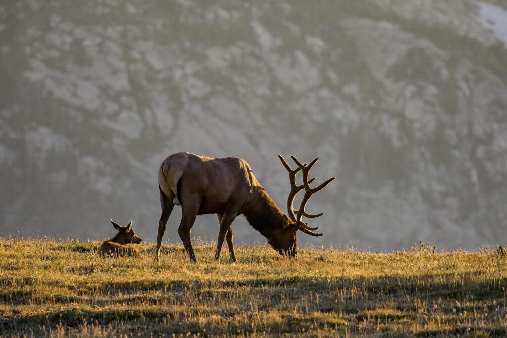 A bull elk grazing in a sunlit meadow with a young calf resting nearby, set against the rugged mountains in Rocky Mountain National Park during the fall season.