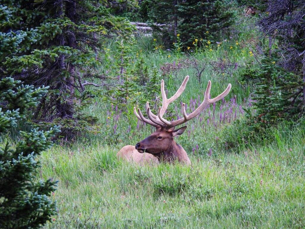 A large elk laying in the grass.