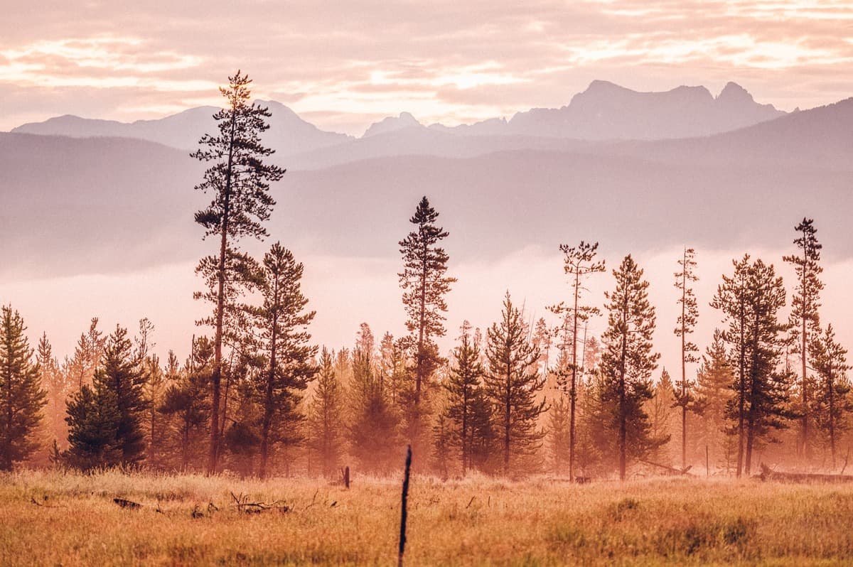 A field with trees and mountains in the background in Fraser, Colorado.