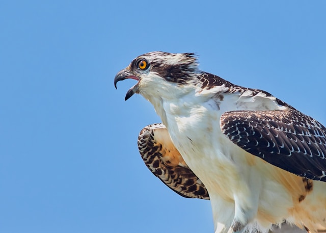 An osprey with wings partly spread calls out against a clear blue sky.