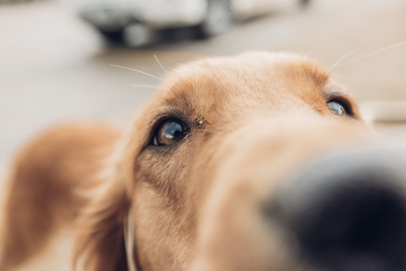 A brown dogs noses right up to the camera lens in Grand Lake, his brown eyes gazing lovingly at us.