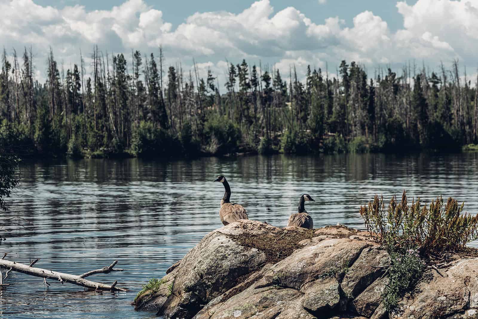 Two canadian geese standing on a rock in a lake.