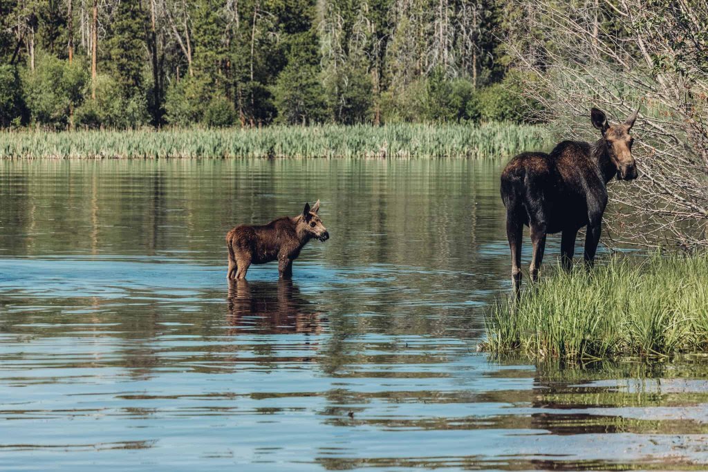 A mother moose and her calf standing in a calm lake in Rocky Mountain National Park, surrounded by lush greenery and tall trees.