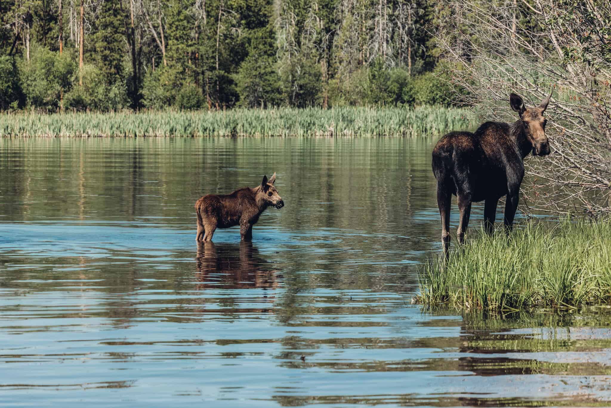 A mother moose and her calf standing in a calm lake in Rocky Mountain National Park, surrounded by lush greenery and tall trees.