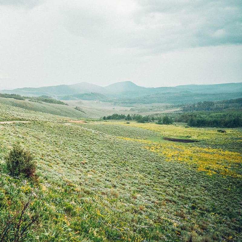 A woman is riding a horse through a field of yellow flowers.