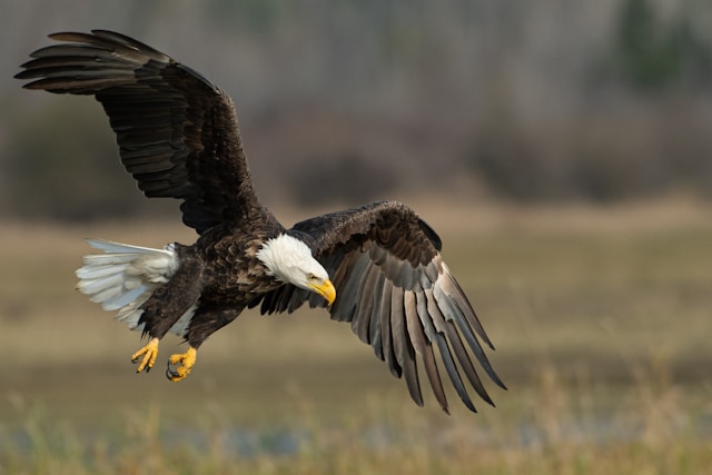 A bald eagle with wings spread prepares to land in an open field.
