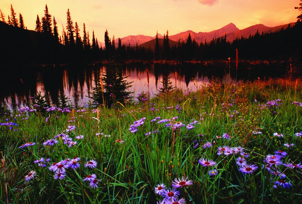 A serene mountain lake at sunset, surrounded by purple wildflowers and evergreen trees in Grand County Colorado.