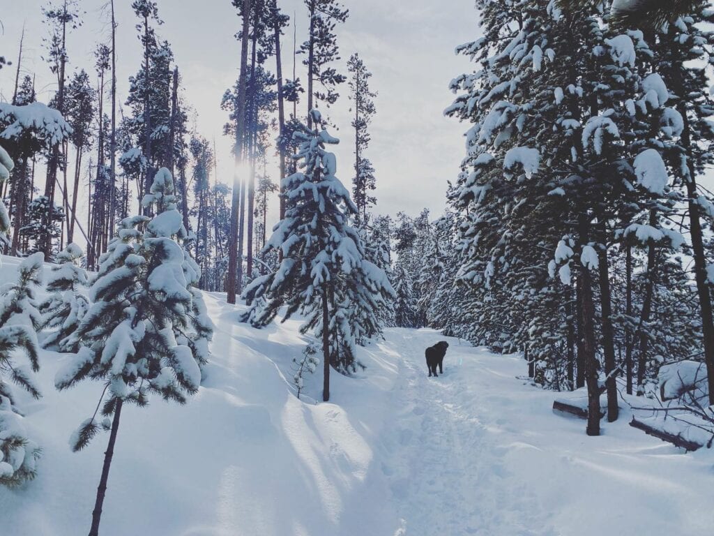 A man is walking through a snowy forest.