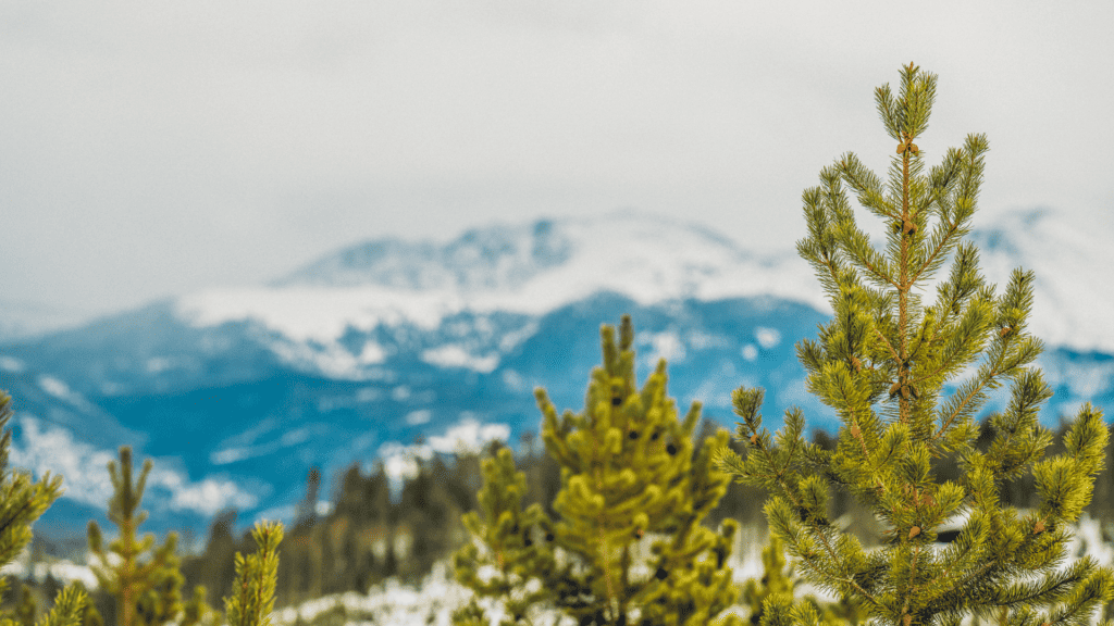 A pine tree in the snow with mountains in the background.