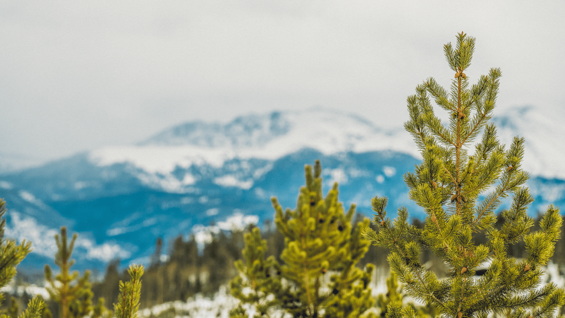 A pine tree in the snow with mountains in the background.