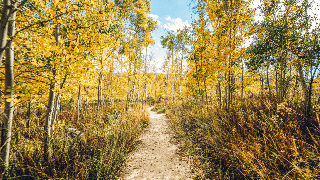 A dirt path through a forest of yellow aspen trees.
